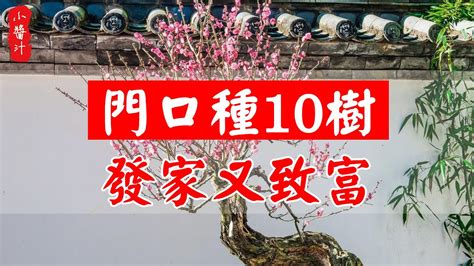 門口 養蓮花 風水|【門口 植物】門口植物怎麼擺？風水專家傳授「6大區塊」擺對旺。